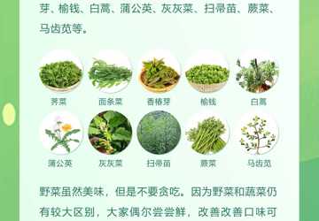 春天吃野菜  不要忽略食品安全